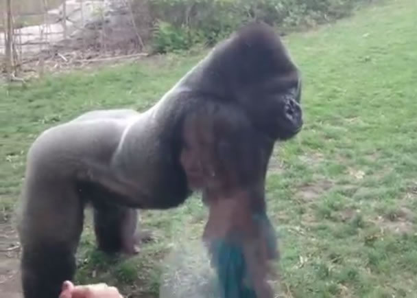 女孩看着窗外的大猩猩,双手捶胸。