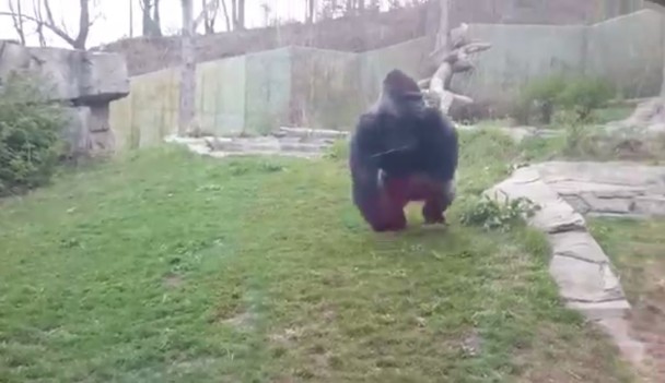 Kijoto原本站在远处