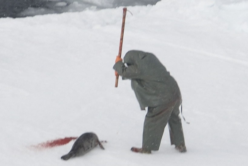 HSI拍摄到猎人以冰锤猛击小海豹的头部