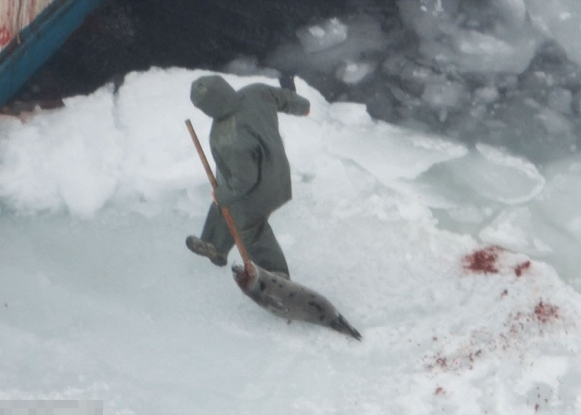 有猎人将垂死的海豹在地上拖行