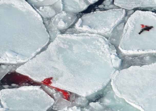 被杀的海豹流出鲜血,染红白冰和海水。