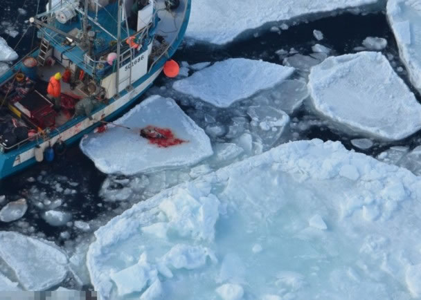 猎人将已死的海豹鈎上船