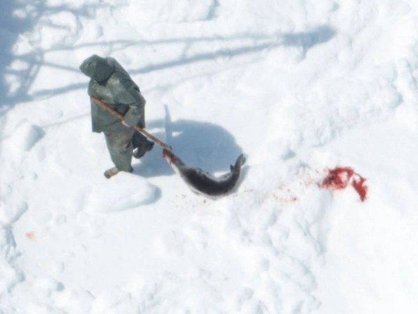 加拿大海豹狩猎季大屠杀