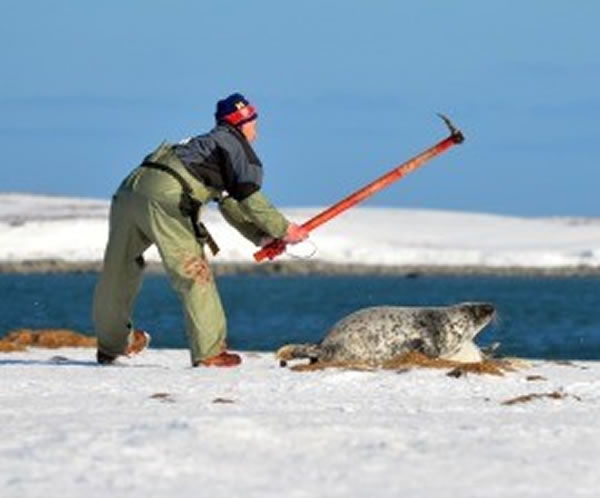 加拿大海豹狩猎季大屠杀