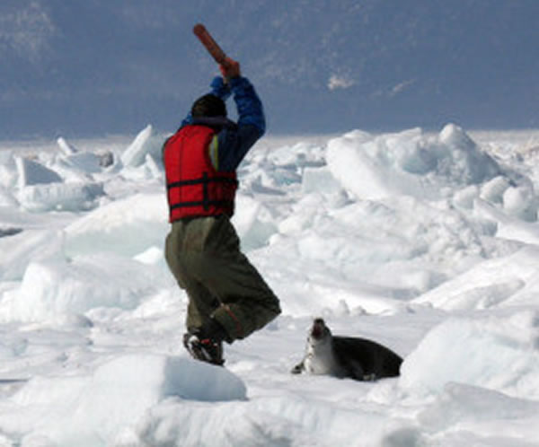 加拿大海豹狩猎季大屠杀