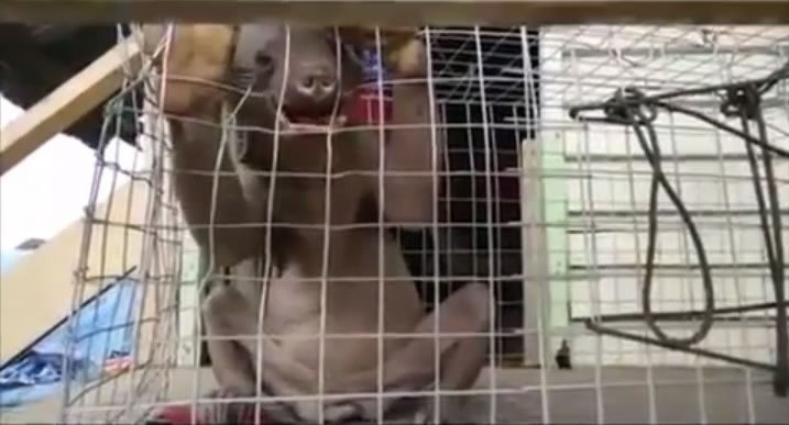 疑似「水鬼」的生物让大家议论纷纷