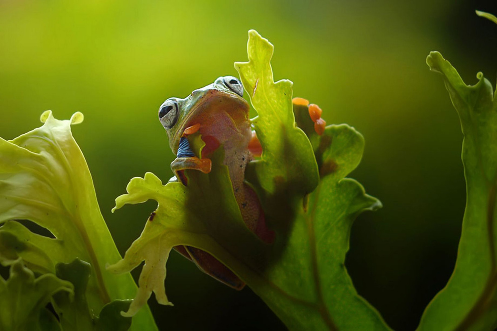 这只雨蛙之前在树上休息