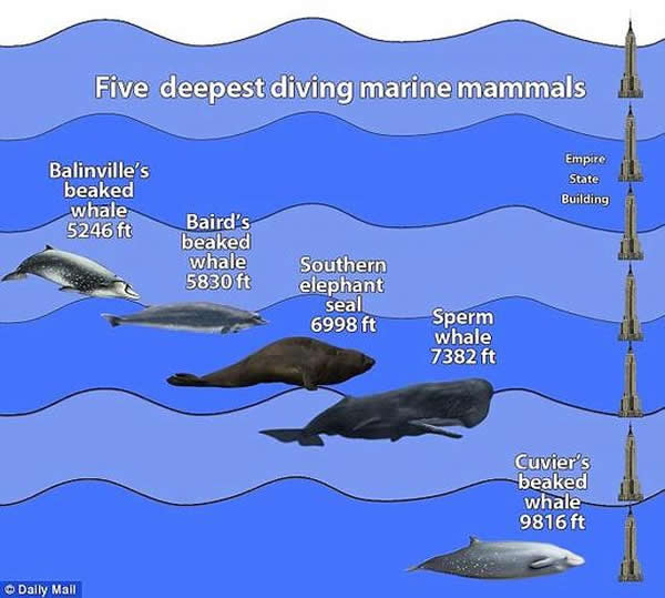 根据2014年公布的一项研究发现,居氏突吻鲸的潜水深度位居所有哺乳动物之首,达到9816英尺(约合2992米),几乎赶上7座帝国大厦,在水下停留时间也达到惊人的