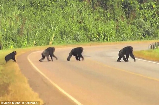 �ڸɴ�Ұ��������Ϊ��Ӧ����æ�Ľ�ͨ��ʼ���ù���·