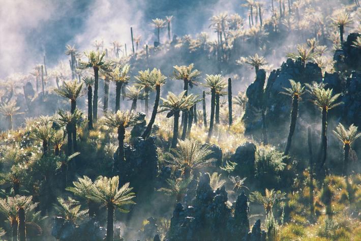 树木遍布于印尼西巴布亚省的山区。这个省分位于新几内亚岛。(Photograph by George Steinmetz, National Geographic