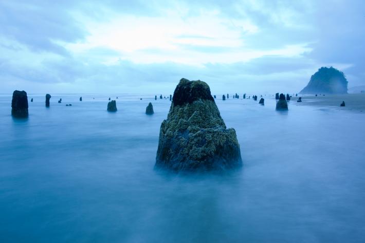 在美国俄勒冈州的内斯科文,低潮让这些雪松呈现出虚无飘渺的朦胧样貌。(Photographic by John Stanmeyer, National Geogr