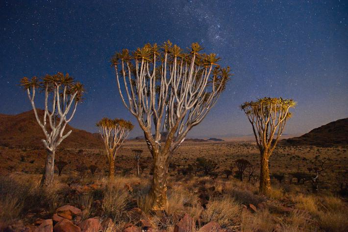 在纳米比亚的纳米布-诺克卢福国家公园中,这几棵奎尔树的花朵为鸟类和昆虫供应了花蜜。(Photograph by Frans Lanting, National