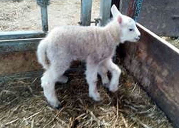 �ܿ���Ϊ��������һ���ȣ��ӹ���Ϊ���м��ȵĶ��ˡ�