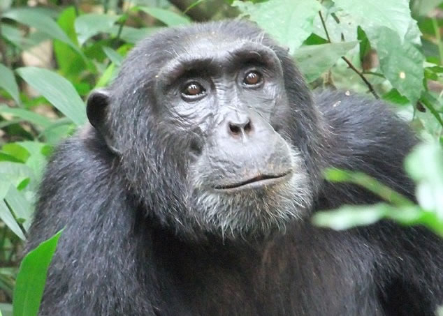 ר���״ι۲쵽�����ɻ�͸���ı��Լ�����Ϊ������Ӧ��æ��·��