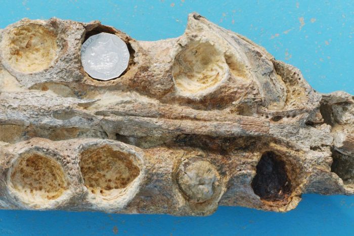 澳大利亚农民发现1亿年前的克柔龙颚骨化石 -