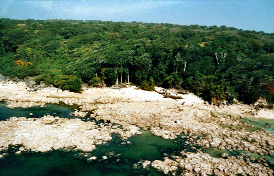 ӡ����С����ɭ����������6������������������� ��ӡ����������