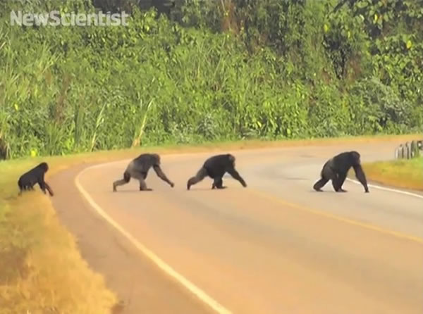 乌干达车子开超快,黑猩猩竟发展出「左顾右盼」过马路。