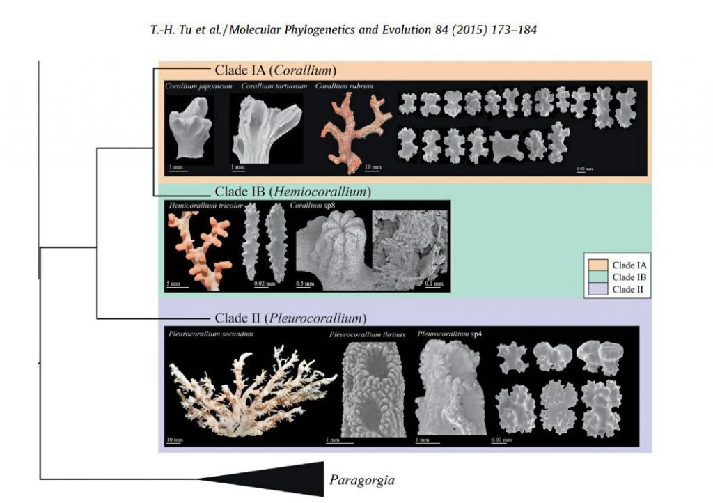 台湾学者发现红珊瑚其实有3个属