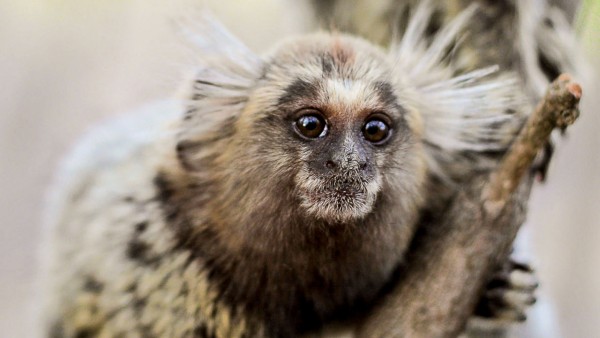 狨猴的交流帮助更好地理解人类语言的起源