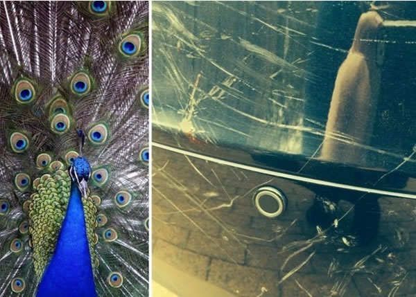 孔雀误把车子反映出来的影子是其他孔雀,所以出手狂抓。