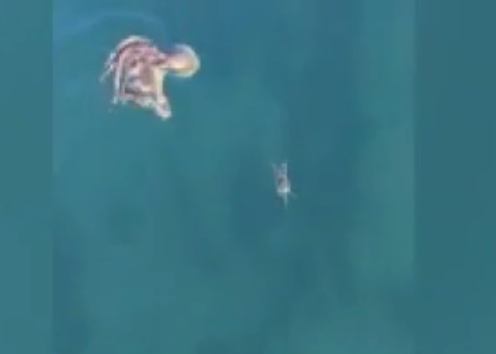 八爪鱼或许肚子饿,刚好看见眼前有一只螃蟹在畅游,就立即伸展触须“捉野味”。