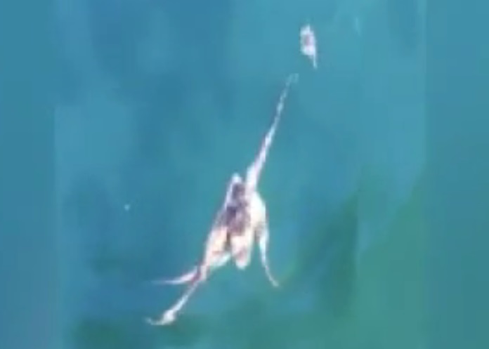 八爪鱼伸长触须,仍奈不何一只小小的螃蟹。