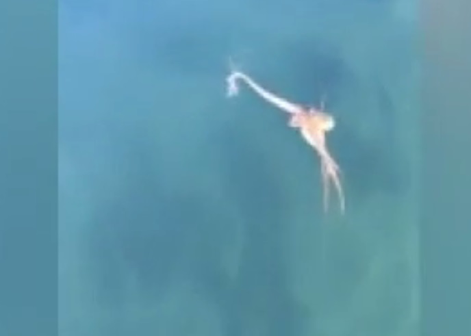 可惜螃蟹仍难逃一死。