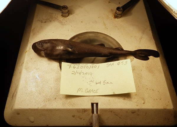 “口袋鲨”的特征为前鳍旁各有两个小口袋,惟其作用仍然不明。