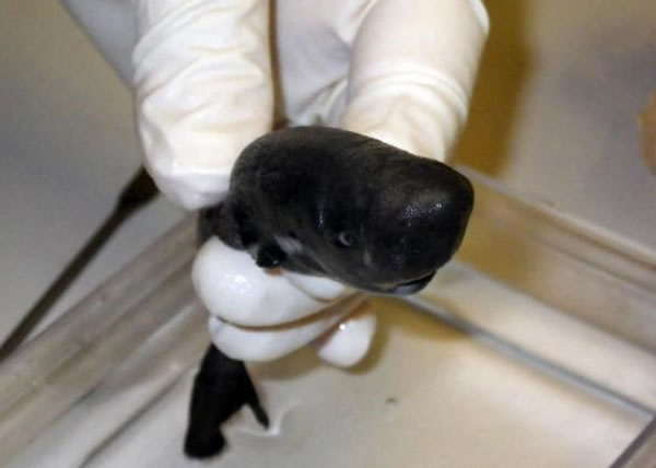 “口袋鲨”十分迷你,长约14厘米。