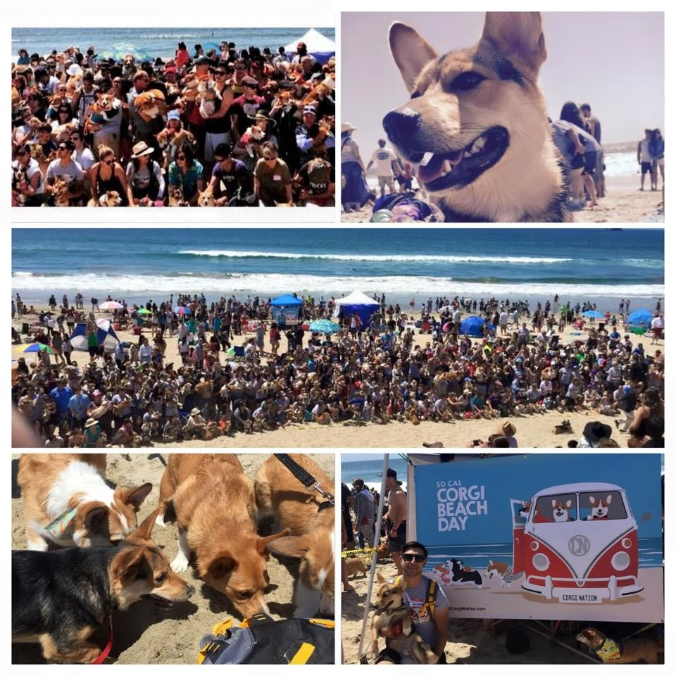 �»�Ȯ��̲�գ�Corgi Beach Day���������ϼ��ݺ�ͤ�ٺ�̲ӿ��500ֻ�»�