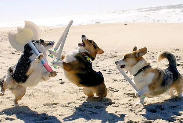 �»�Ȯ��̲�գ�Corgi Beach Day���������ϼ��ݺ�ͤ�ٺ�̲ӿ��500ֻ�»�