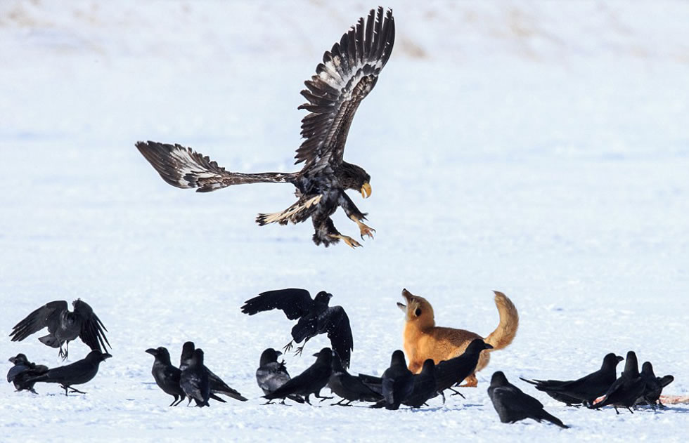 һֻ󵨵ĺڱĺϷһ¹ǣʳĻͷչս