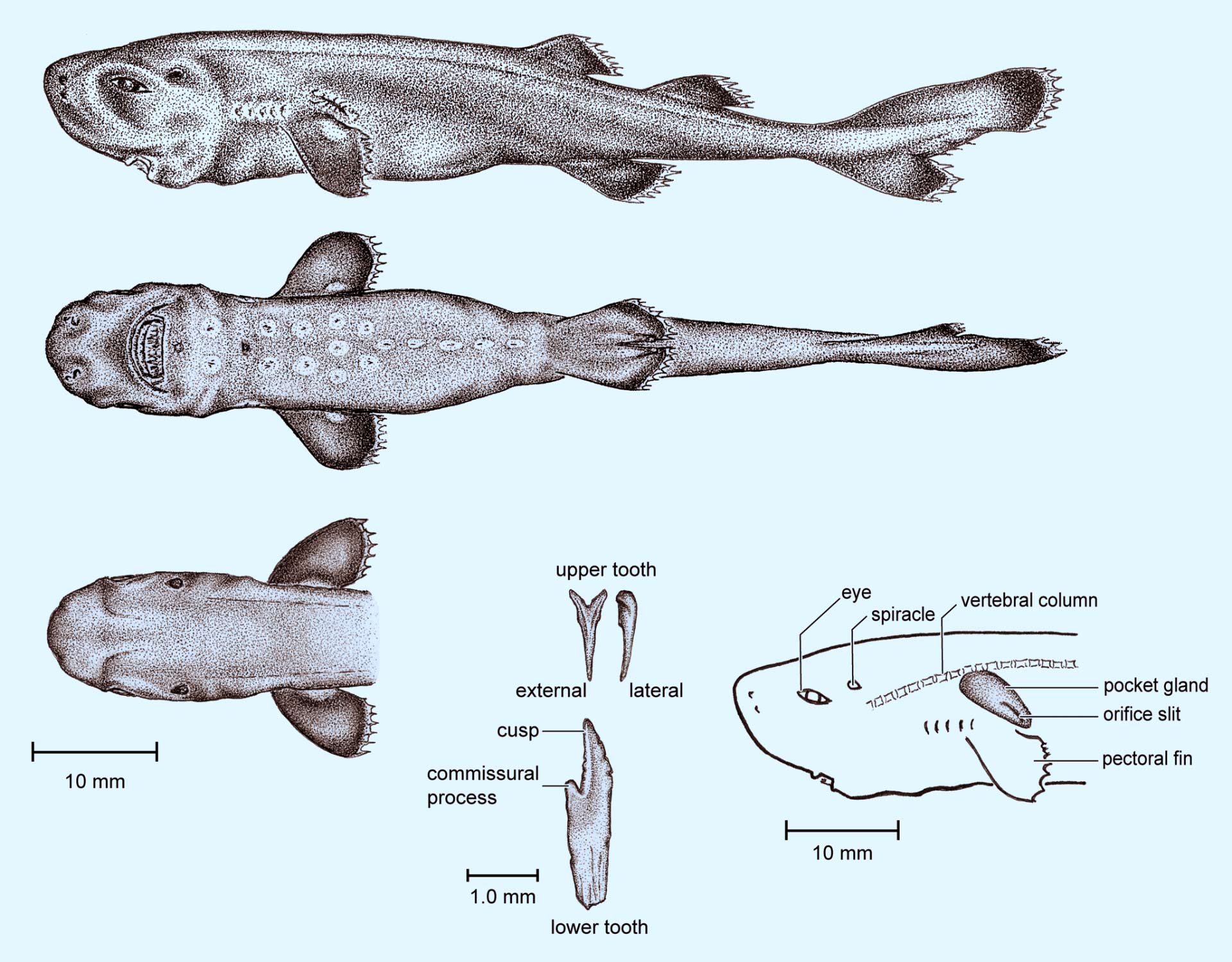美国研究团队于2010年在墨西哥海湾发现名为“口袋鲨”的罕见鲨鱼