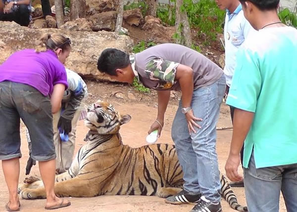 泰国当局容许虎庙保留老虎,惟要老虎将被当作国有财产。