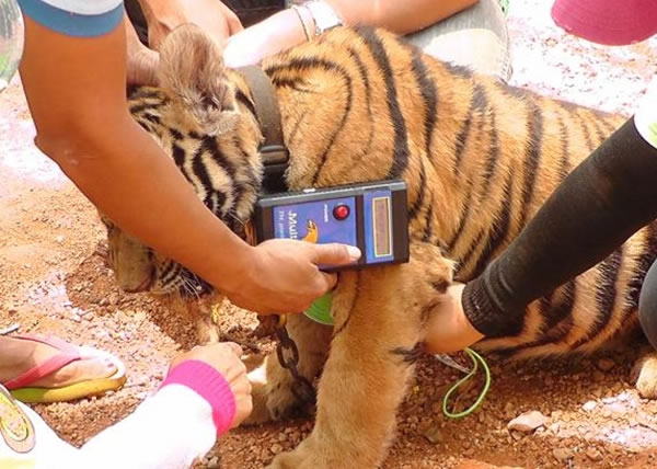 虎庙的每只老虎将被装上晶片,以追踪它们的活动。