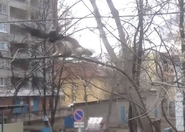 󣩸ٷ£צͻϮèңͷ