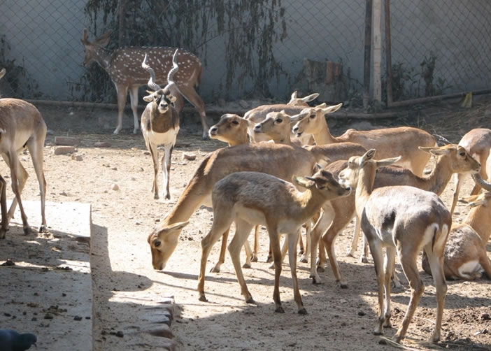 �ж���԰�ڵĶ��ﲻ��˯��