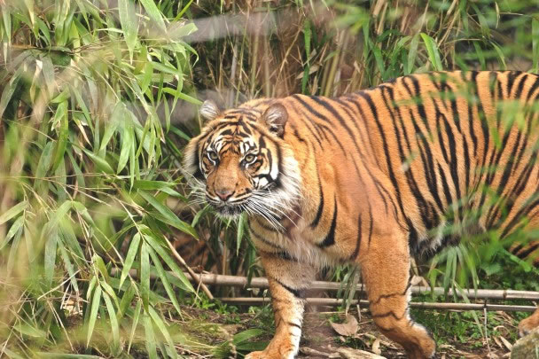 ƽ������ɭ���ڵĴ��Ͷ������ϼ��������׷��ӵ������ش���