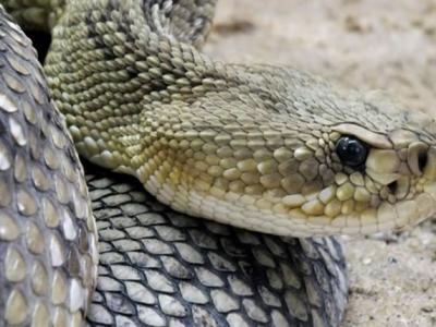 广东省第一次发现冠齿兽和恐角兽化石 - 神秘的