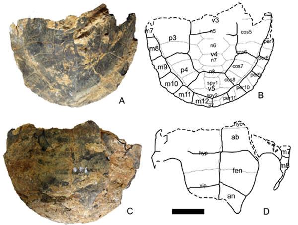 ���ϵ��ų嶴�и������л����껯ʯ��A-B�����ױ��ӣ�C-D�����׸��ӡ�������5���ס�����¼��ͼ��