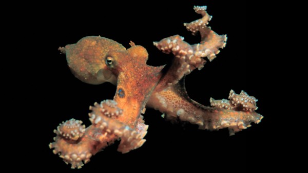 章鱼皮肤上的眼睛