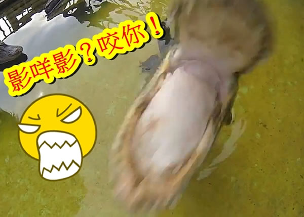 ����ݺݵĳ���ͷҧȥ