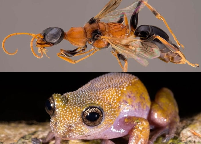 “催狂魔黄蜂”(上)可吸啜蟑螂,下图为变色青蛙。