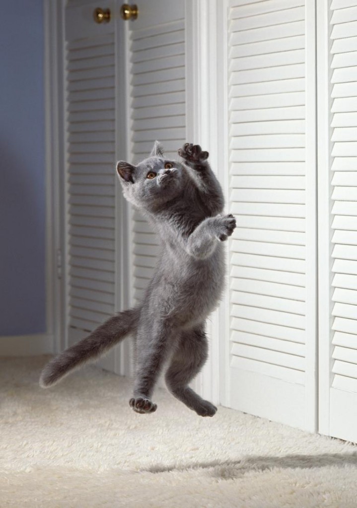 è�䣨����ͼ����ֻӢ����ëè����������������һ�ֻ��ƣ��������������ʱ�����Խ��ŵء�����ר��ָ����������Ȼ�п������ˡ� Photograph by Stephe