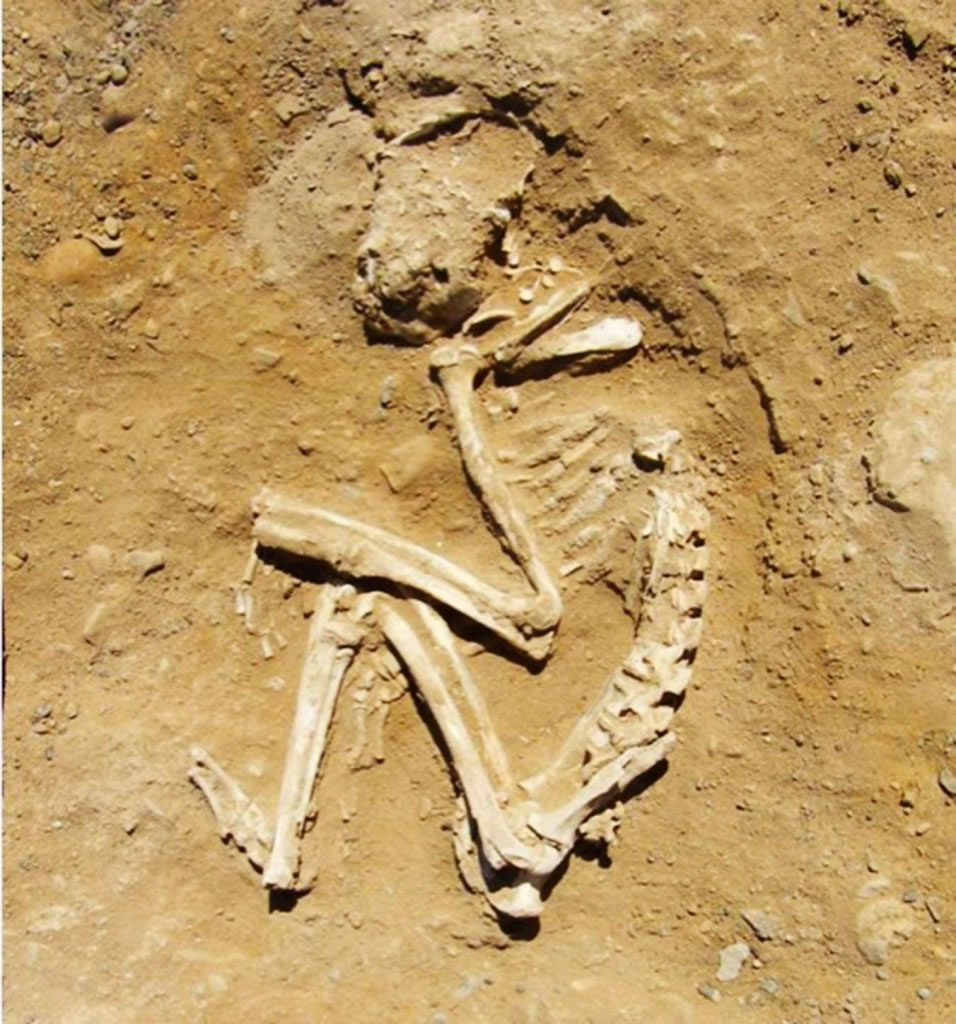 在希拉孔波利斯(Hierakonpolis)古埃及墓地,像狒狒这种异国动物被埋在它们地位崇高的主人附近。 PHOTOGRAPH BY RENEE FRIEDMA