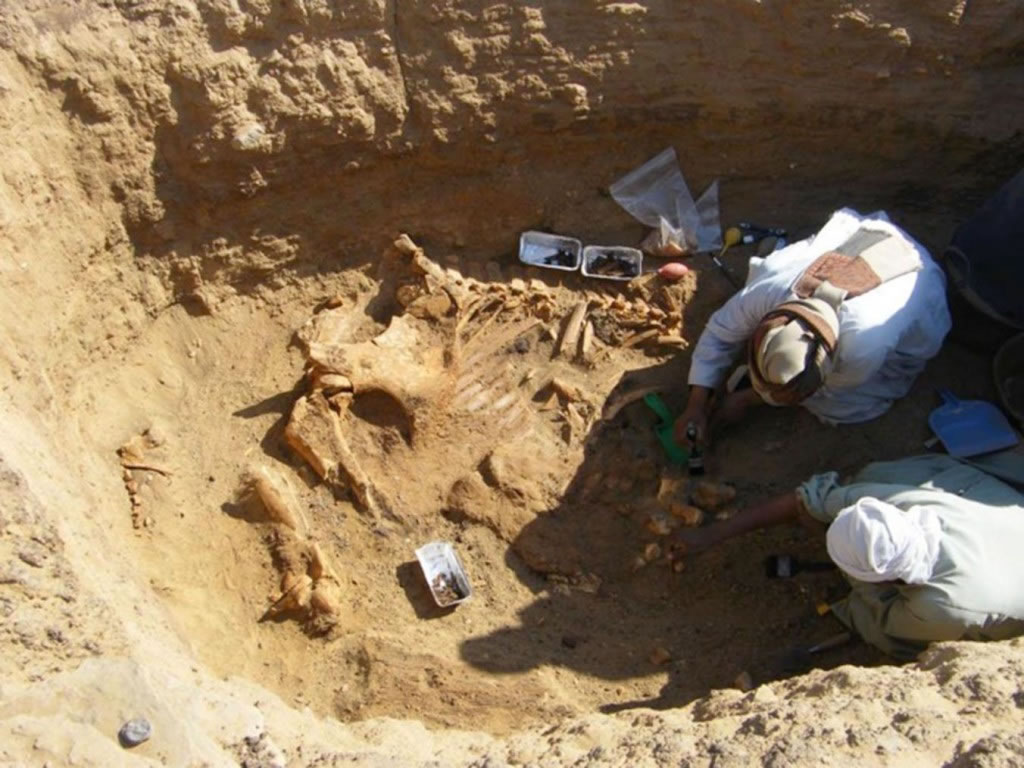 工人发掘一具公象的骨骸。大型、强壮的动物会引发敬畏。拥有它们的主人也会引发敬畏。 PHOTOGRAPH BY RENEE FRIEDMAN, COURTESY