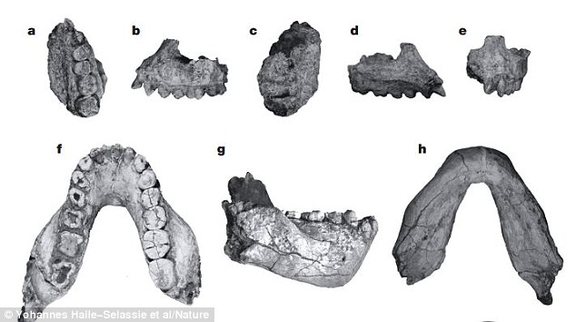 图片上方是从不同角度拍摄的Australopithecus deyiremeda上颚骨化石,图片下方拍摄的是下颚骨化石。