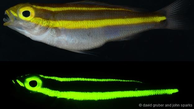 格鲁伯的研究团队此前已经发现了180多种鱼类身上存在的生物荧光现象。蓝光是太阳光在水体中传播时被吸收最少的光线,因此可以抵达最大的深度。这种现象属于生物荧光的一