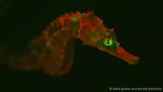 此前人们只在珊瑚和水母的身上发现过生物荧光现象,并大大推进了人类医学事业的进步。在陆地上,我们的眼睛可以看到全光谱的各种色彩,而当你潜入水下,你将很快损失红光和