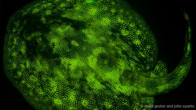 具有生物荧光功能的鱼类往往具有不同的图案和标记,目前研究团队正试图弄清楚这些图案和标记的具体功能究竟是什么,动物们可能是借助这种功能实现伪装以及寻找伴侣。